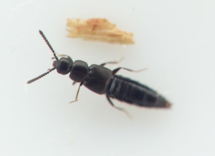 Atheta zosterae