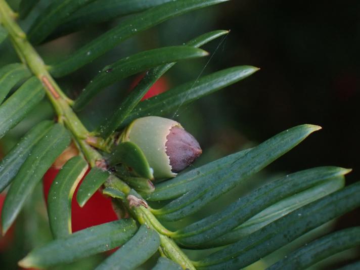 Taks (Taxus baccata)