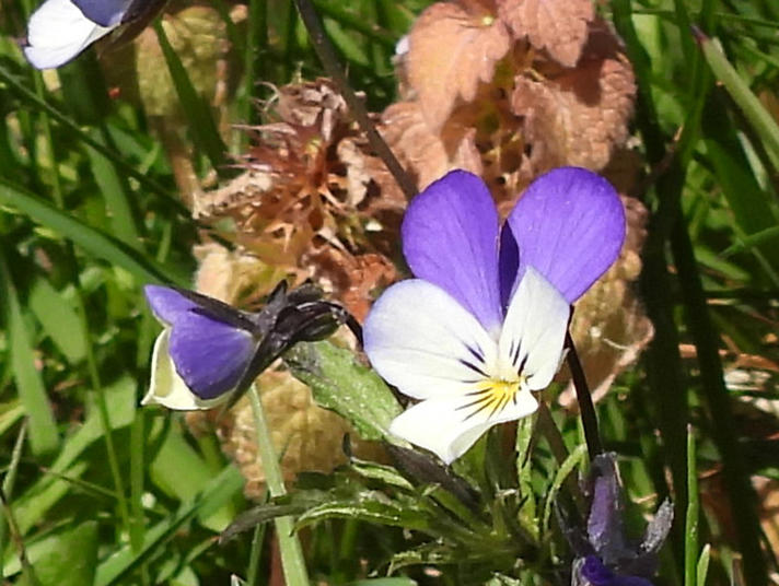 Stedmoderblomst