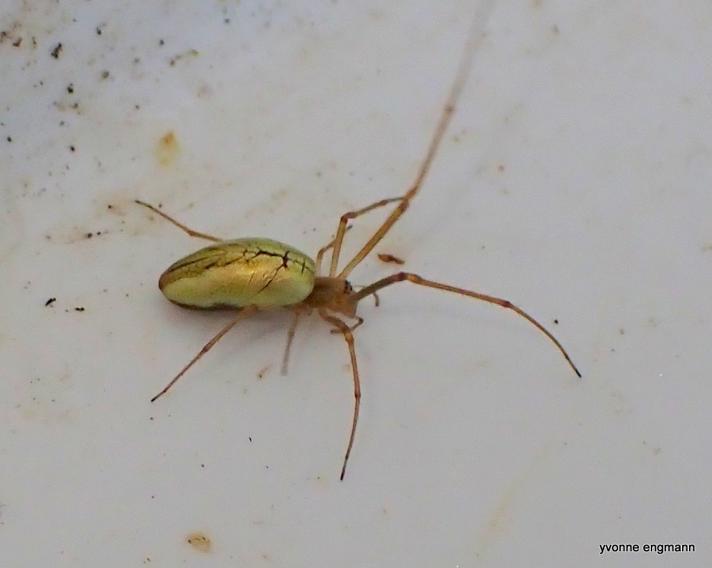 Tetragnatha pinicola