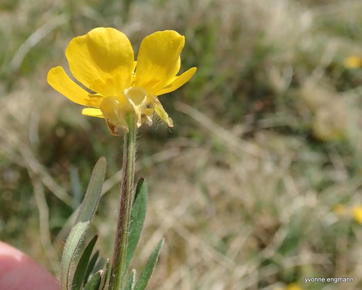 Knold-Ranunkel (Ranunculus bulbosus)