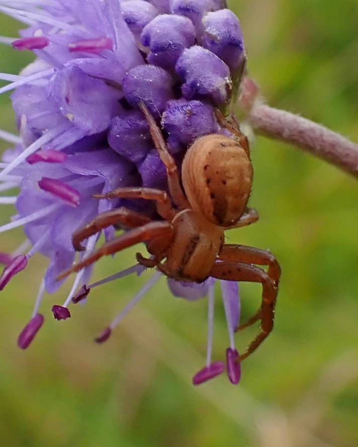 Xysticus bifasciatus