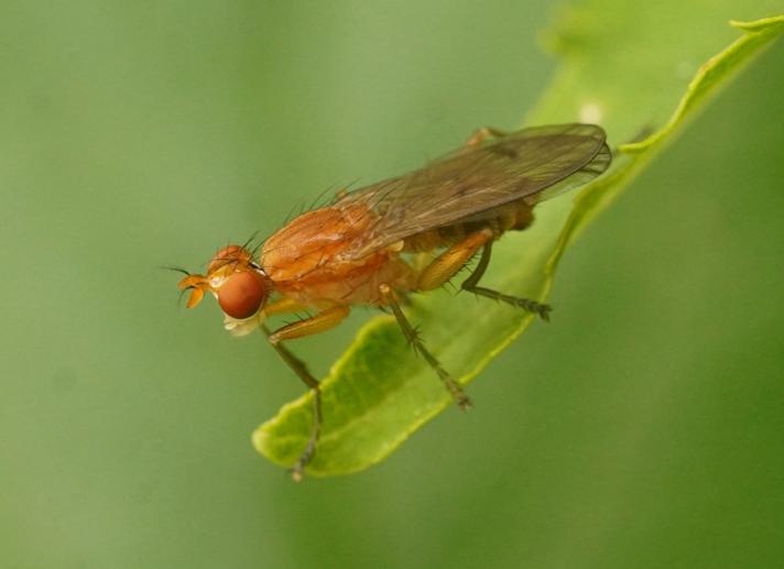 Tetanocera hyalipennis