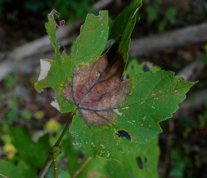 Pleuroceras pseudoplatani