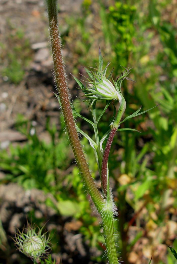 Vild Gulerod (Daucus carota ssp. carota)