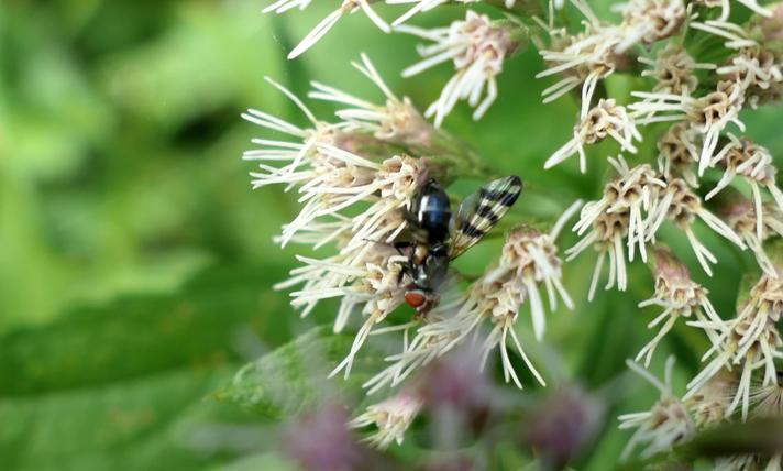 Ceroxys urticae