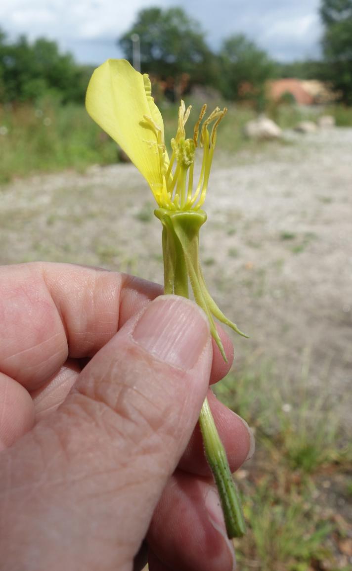 Oenothera fallax