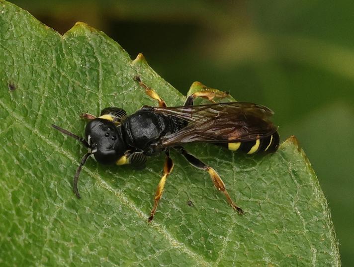 Crabro peltarius