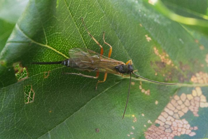 Ichneumonidae ubest. (Ichneumonidae indet.)