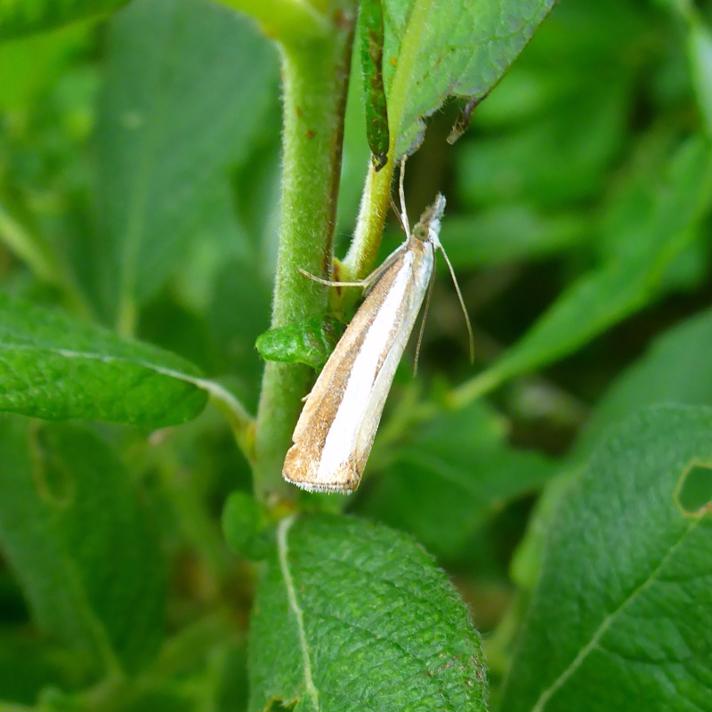 Catoptria margaritella (Catoptria margaritella)