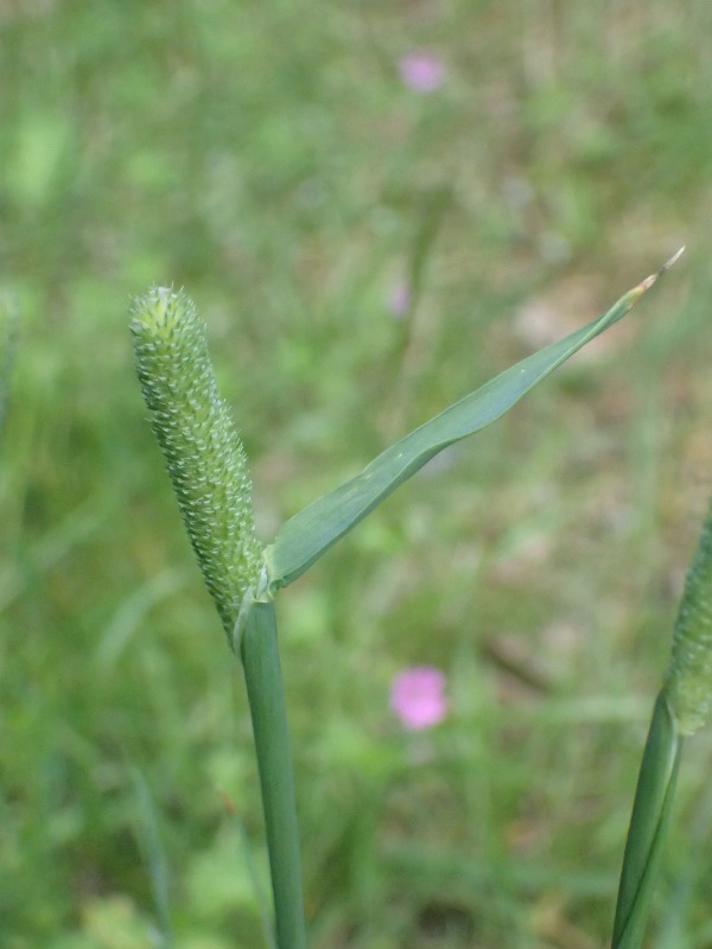 Knold-Rottehale (Phleum pratense ssp. serotinum)
