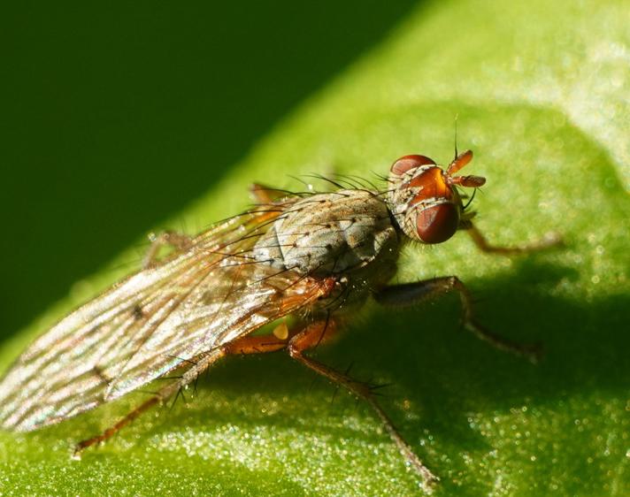 Scathophaga furcata