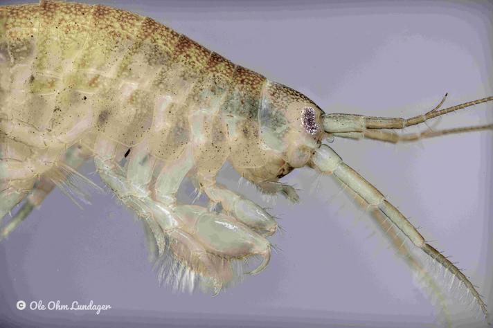 Dikerogammarus villosus