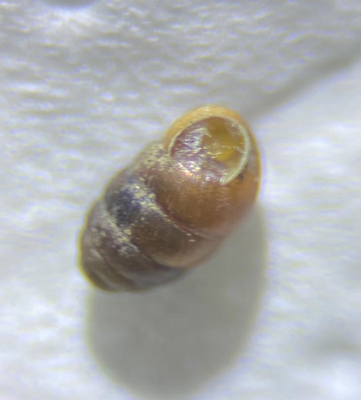 Bimpelsnegl (Pupilla muscorum)