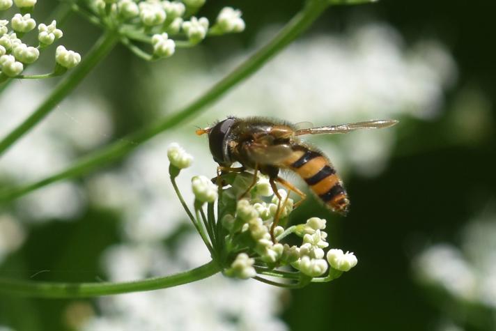 Sorthåret Glanssvirreflue