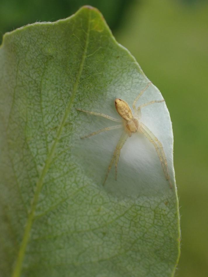 Philodromus albidus