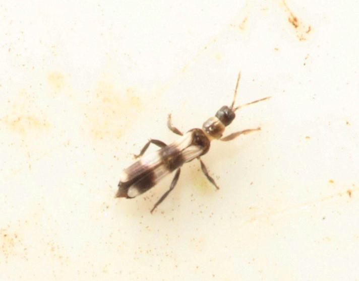 Aeolothripidae ubest.