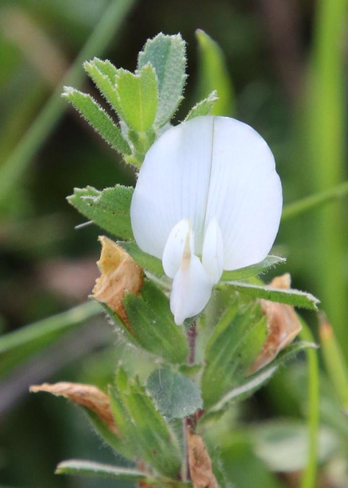 Mark-Krageklo (Ononis spinosa ssp. spinosa)