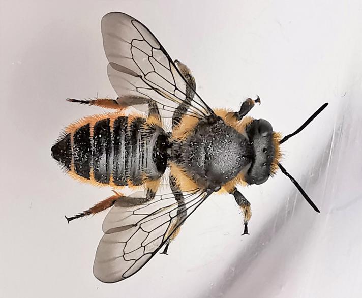 Rosenbladskærerbi (Megachile centuncularis)