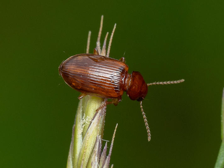 Bradycellus sp.