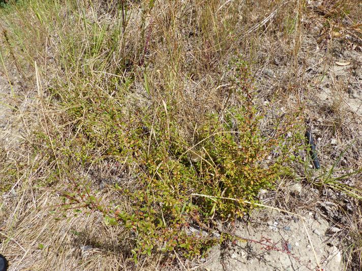 Cotoneaster conspicuus