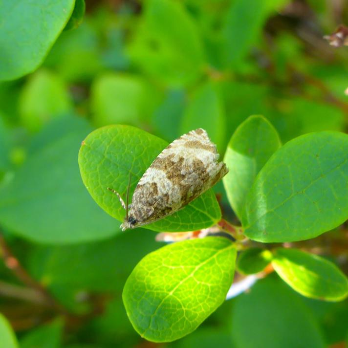 Orthotaenia undulana