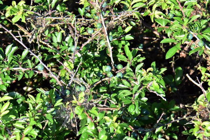 Slåen (Prunus spinosa)