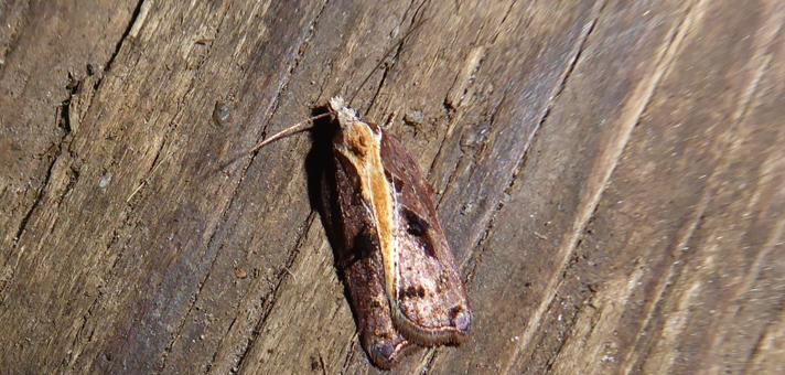 Acleris cristana