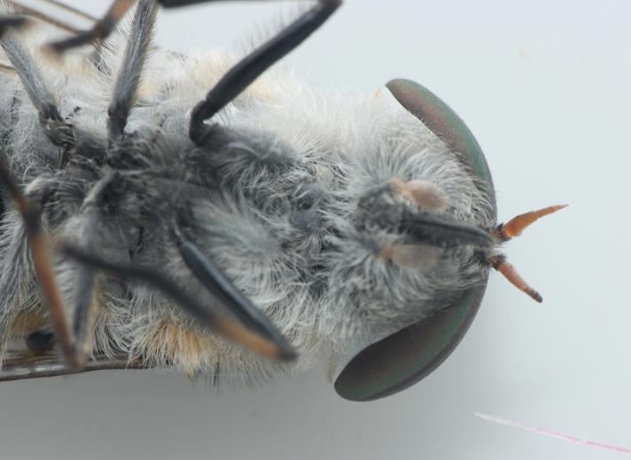 Tabanus maculicornis