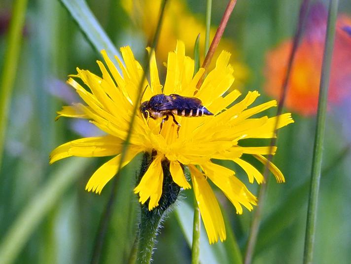 Coelioxys sp.