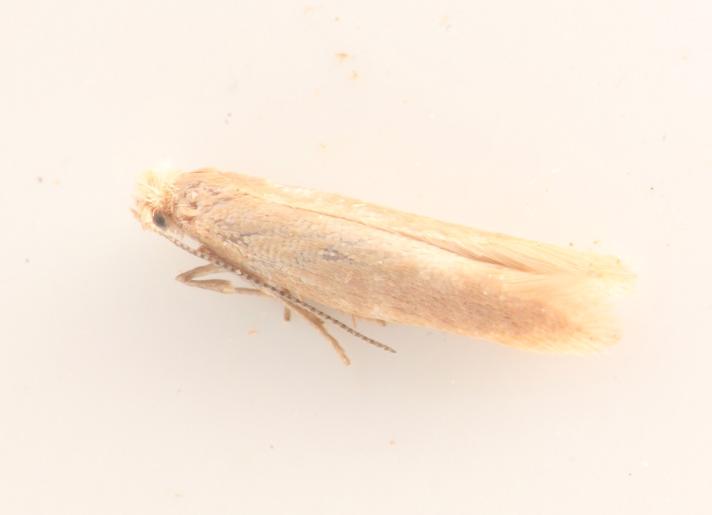 Argyresthia praecocella (Argyresthia praecocella)