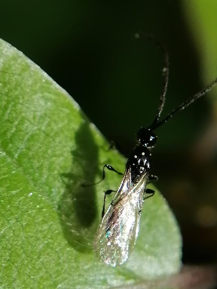 Spilomicrus sp.