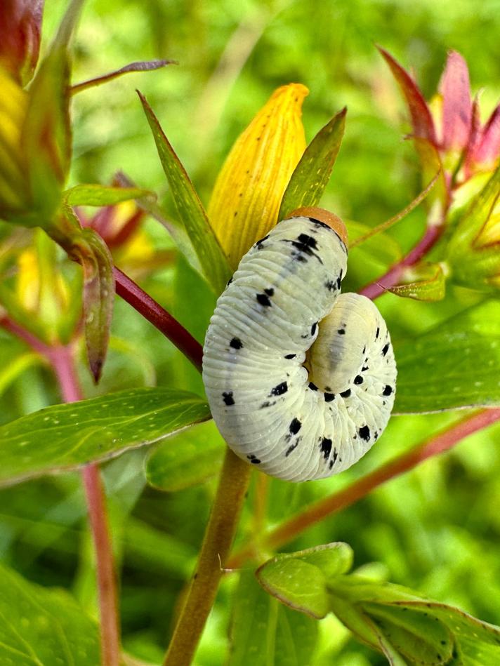 Tenthredo zona