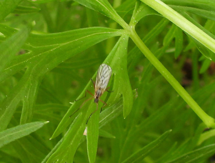 Empis sp.