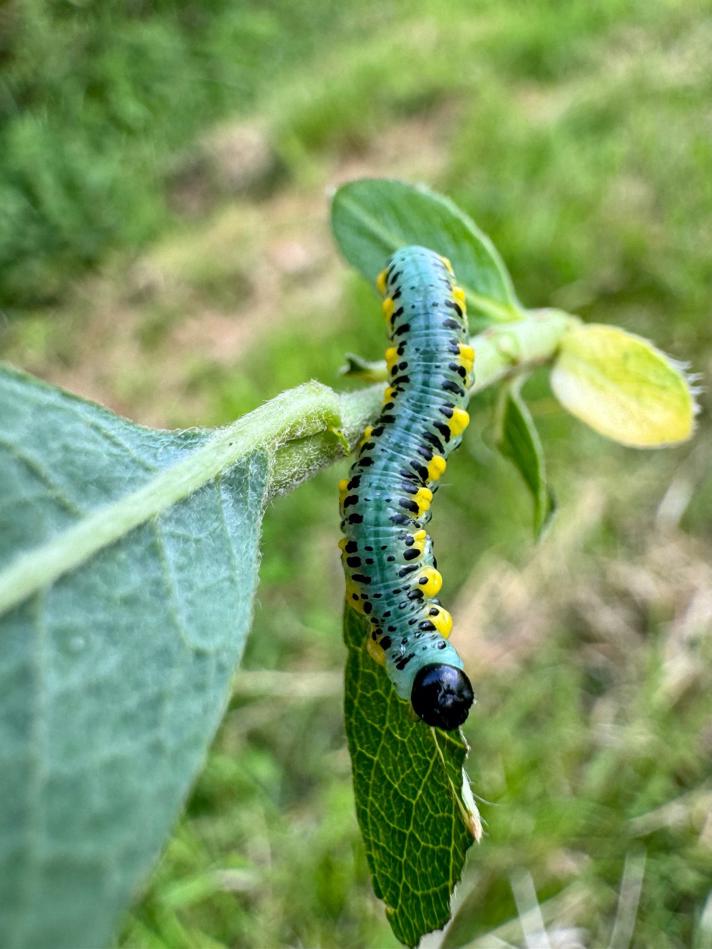 Euura ferrugineus