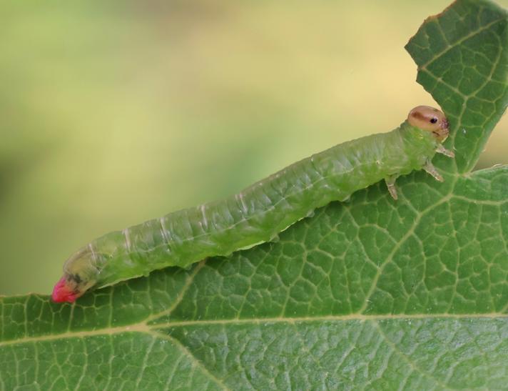 Pristiphora armata