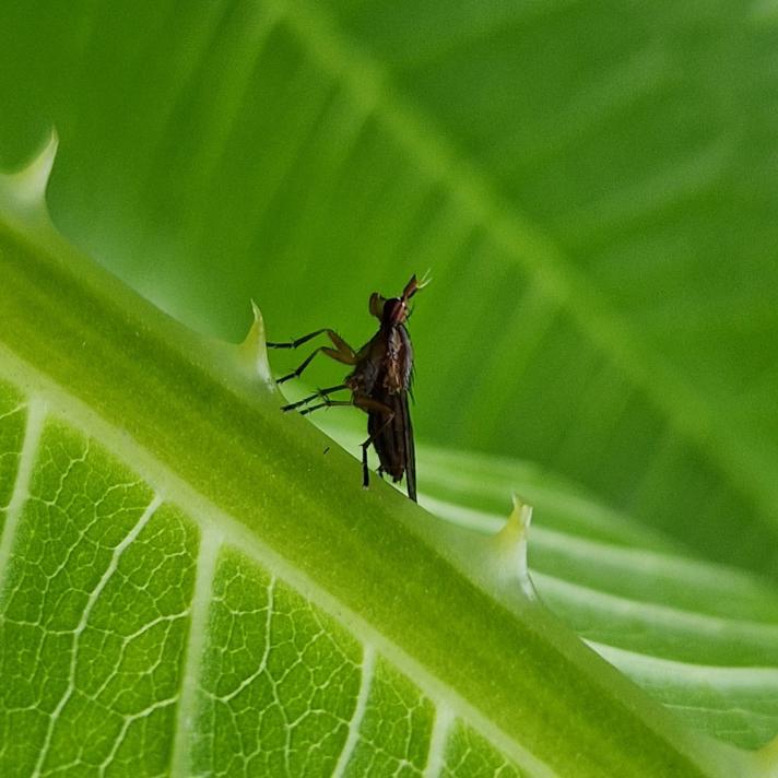 Limnia unguicornis