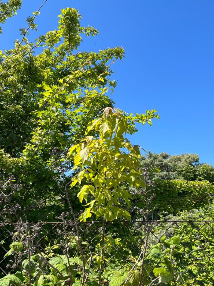 Askebladet Løn (Acer negundo)