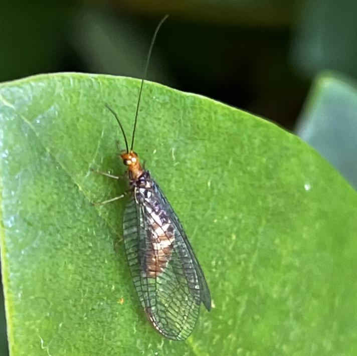 Nothochrysa capitata