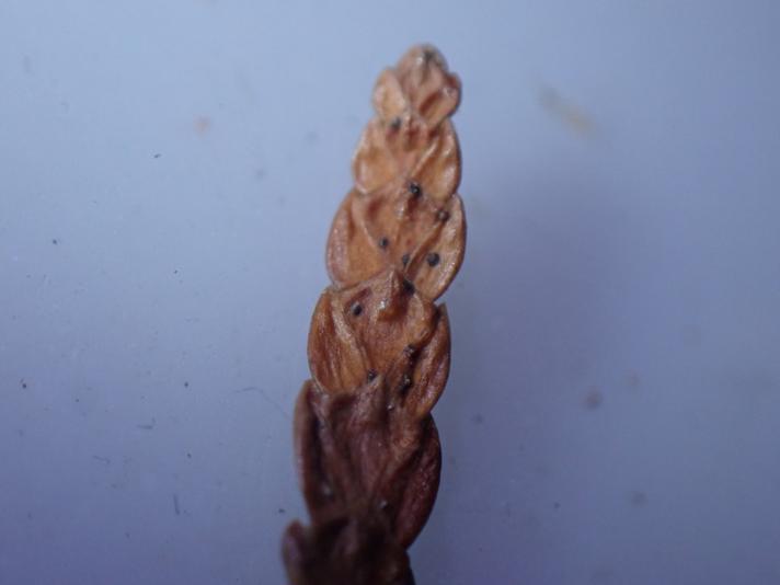 Pestalotiopsis funerea (Pestalotiopsis funerea)