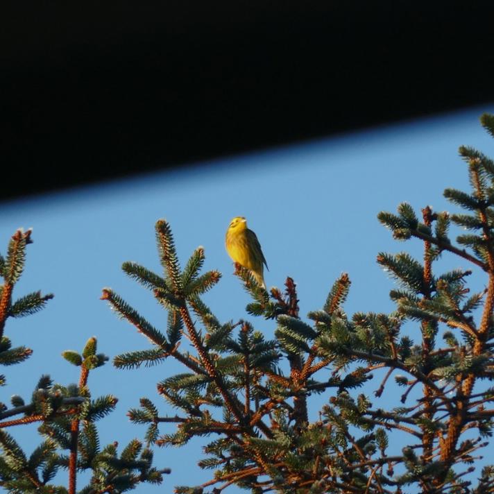 Fotograf: Ole Snerling