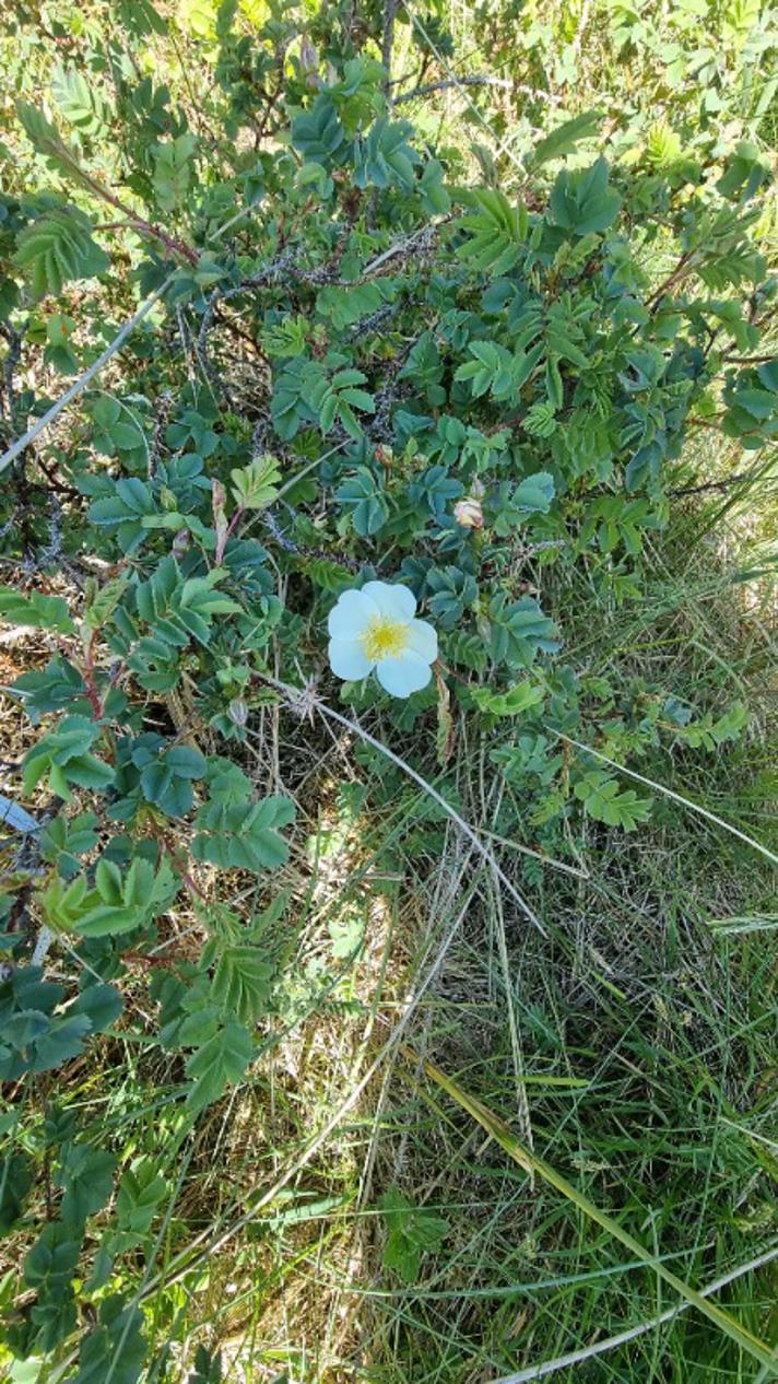 Klit-Rose (Rosa pimpinellifolia)