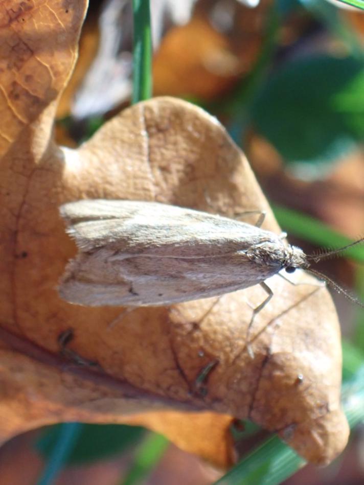 Efterårsprydvinge (Diurnea lipsiella)