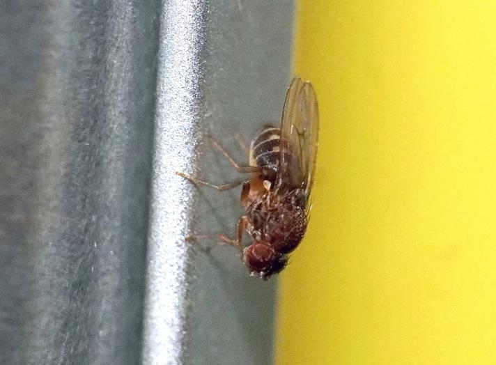 Drosophila hydei