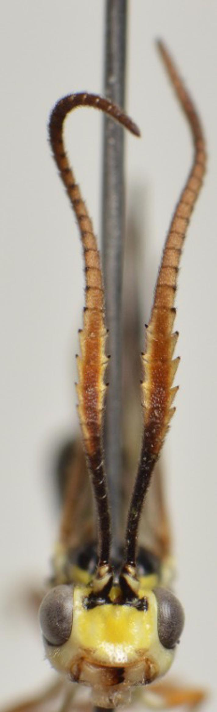 Smuk flammesnyltehveps (Euceros serricornis)