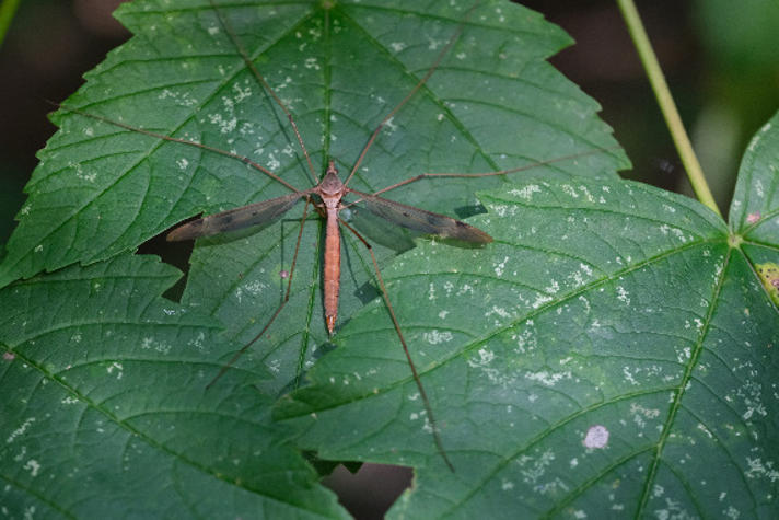 Tipula fulvipennis