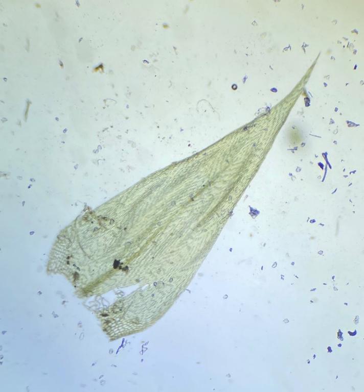 Kær-Kortkapsel (Brachythecium mildeanum)