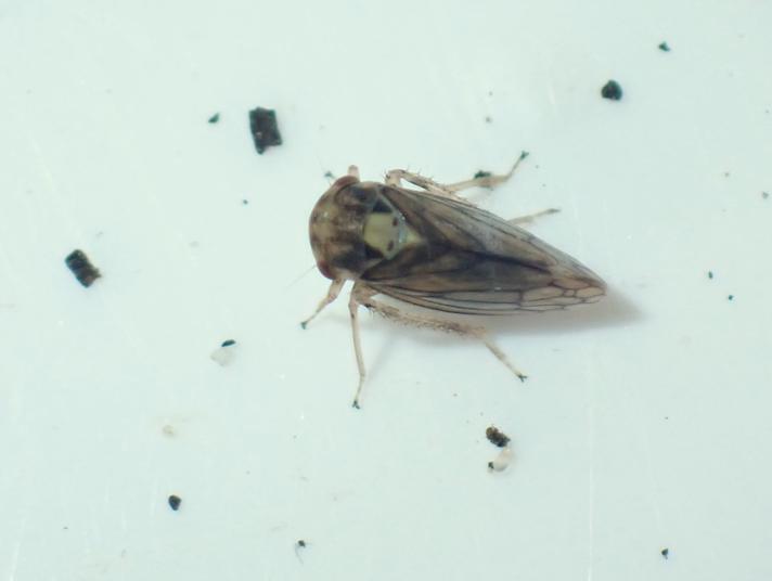 Macropsis scutellata