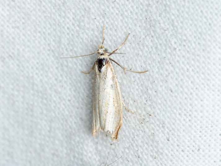 Agriphila sp.