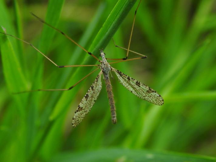 Limnophila pictipennis